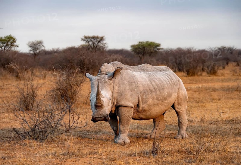Southern white rhinoceros (Ceratotherium simum simum), rhino in the evening light, Khama Rhino Sanctuary, Serowe, Botswana, Africa
