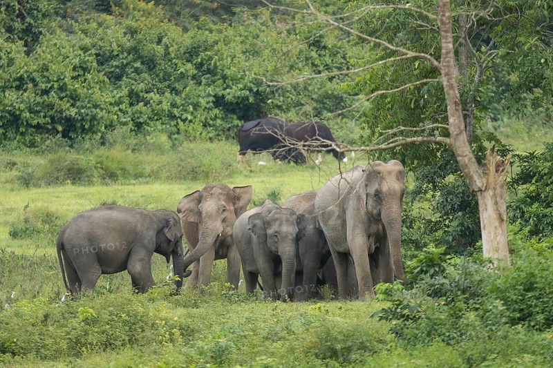 Indian elephants (Elephas maximus indicus), Khiri Khan, Hua Hin, Kui Buri National Park, Thailand, Asia