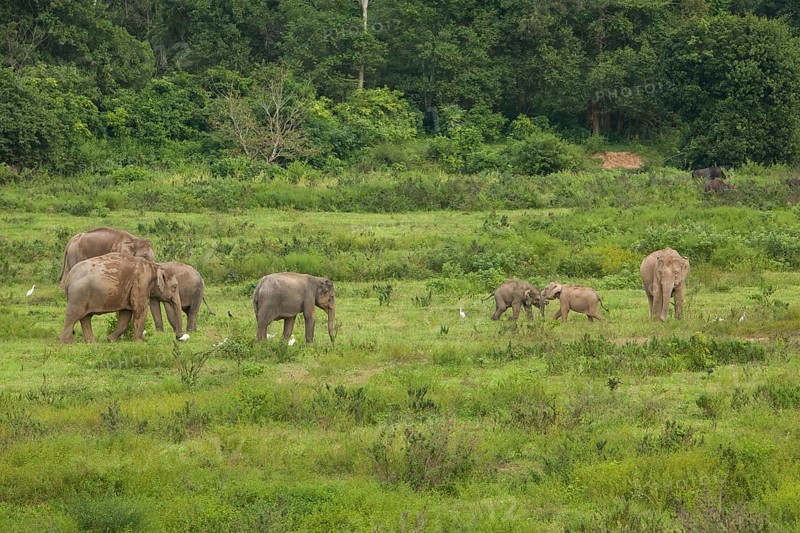 Indian elephants (Elephas maximus indicus) and gaur (Bos gaurus), Khiri Khan, Hua Hin, Kui Buri National Park, Thailand, Asia