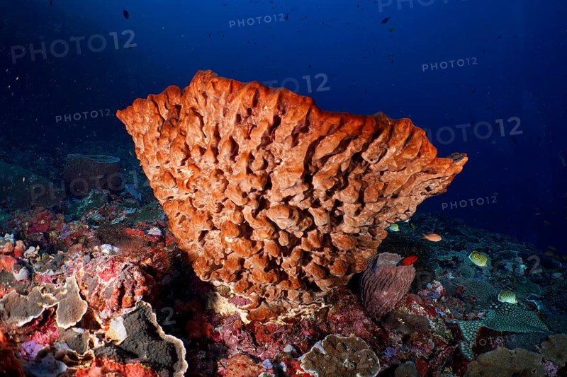 Barrel sponge, barrel sponge (Xestospongia testudinaria) in clear blue water, surrounded by diverse marine life, dive site Toyapakeh, Nusa Ceningan, Nusa Penida, Bali, Indonesia, Asia