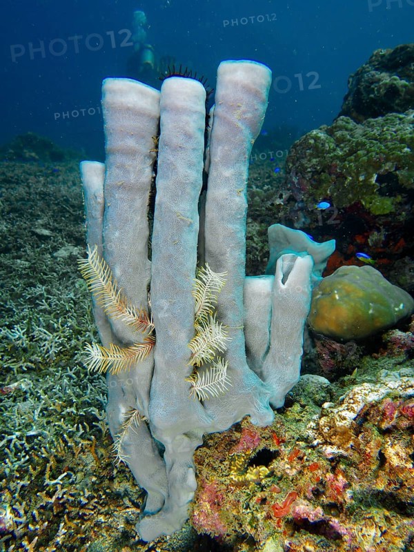 Towering pale purple big tube sponge (Haliclona (Reniera) fascigera) in the underwater landscape, dive site Sweet Reef, Penyapangan, Bali, Indonesia, Asia