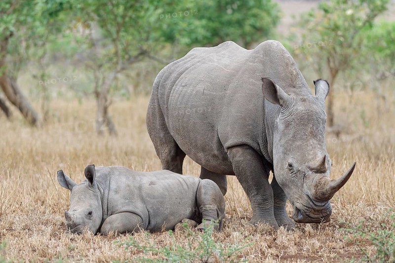 Southern white rhinoceros (Ceratotherium simum simum), adult female standing with resting young, in short dry grass, Kruger National Park, South Africa, Africa