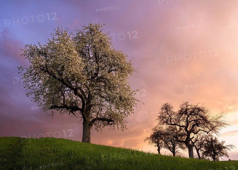 White blossoming fruit trees in a meadow in spring. Colourful clouds and sunset. Rhine-Neckar district, Baden-Württemberg, Germany, Europe