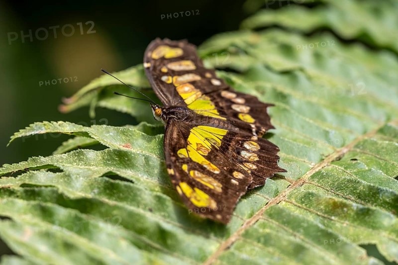 Malachite butterfly (Siproeta stelenes) (Metamorpha stelenes), butterfly sitting on a leaf, Alajuela province, Costa Rica, Central America