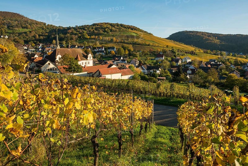 Hilly landscape and village with vineyards in autumn, Ebringen, near Freiburg im Breisgau, Markgräflerland, Black Forest, Baden-Württemberg, Germany, Europe