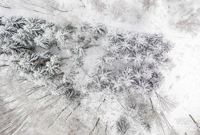 Vertical aerial view of a forest with snow-covered conifers, Central Saxony, Germany, Europe