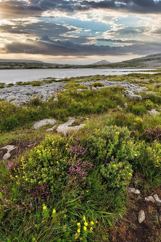 Blossoming karst landscape, lake on the horizon, evening sky, Burren National Park, County Clare, Ireland, Europe