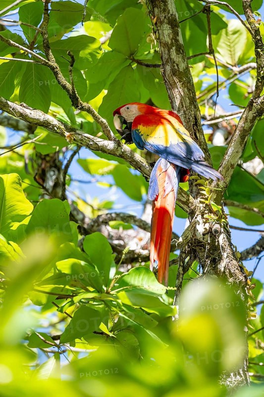 Scarlet Macaw (Ara macao) eating fruit in catappa tree (Terminalia catappa), Puntarenas province, Costa Rica, Central America