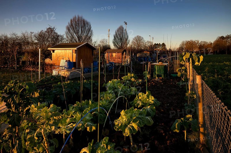 Vegetable growing, cabbage, garden house, garden shed, allotment garden, allotment garden site, allotment garden, evening mood, Stuttgart, Baden-Württemberg, Germany, Europe