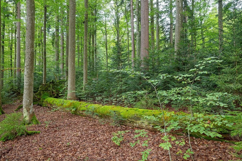 Mixed mountain forest with copper beech (Fagus sylvatica) and spruce (Picea abies) as well as young silver fir (Abies alba), lying deadwood overgrown with moss, Bavarian Forest National Park, Bavaria, Germany, Europe