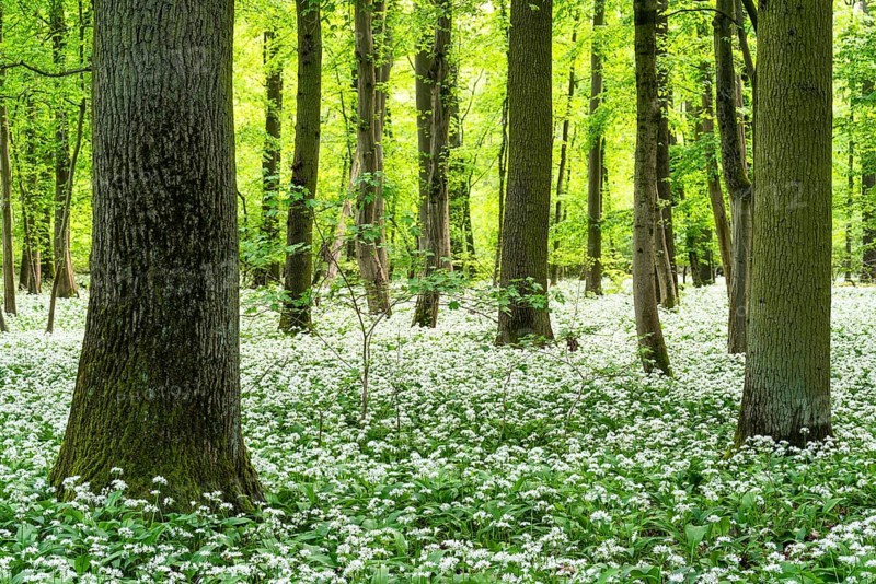 Bright forest with deciduous trees and white flowering wild garlic (Allium ursinum) . No sky. Rhine-Neckar district, Baden-Württemberg, Germany, Europe