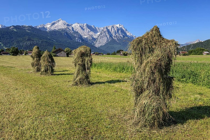 Traditional hay harvest, hay, sunny, Garmisch-Partenkirchen, behind Wetterstein mountains and Zugspitze, Bavaria, Germany, Europe