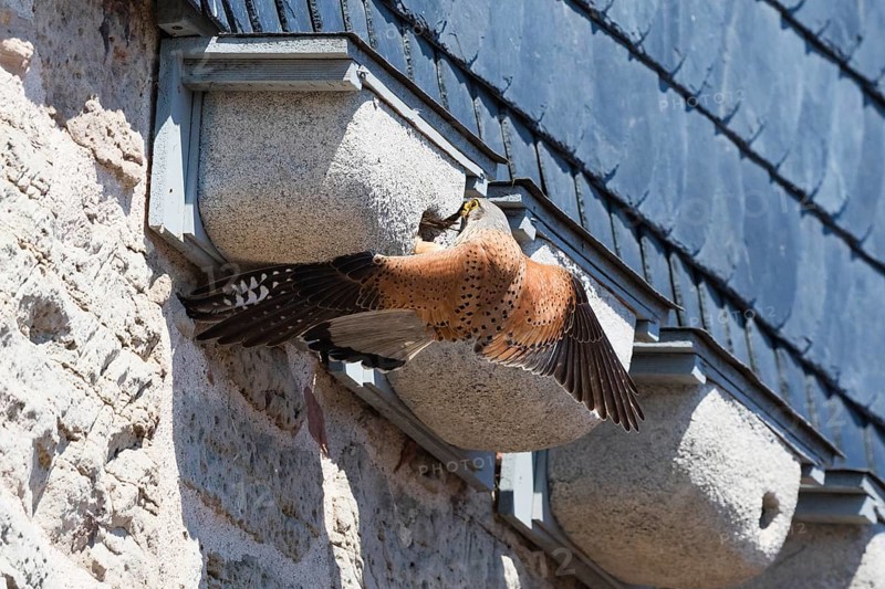 Common Kestrel (Falco tinnunculus), adult male clinging to a swift's artificial nesting box, trying to prey upon the chicks inside, by pulling one out of the entrance hole with its beak, Hesse, Germany, Europe