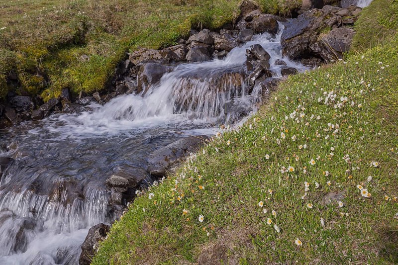 Blooming flowers below the waterfall. Hengifoss waterfall is located in Hengifossá in Fljótsdalshreppur, East Iceland. With 128 meters it is the third highest waterfall in Iceland