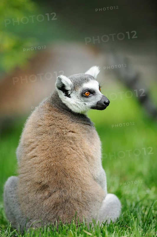 A lemur sits in the grass and turns its head to the side, attentively observing, Ring-tailed Lemur (Lemur catta), Augsburg Zoo
