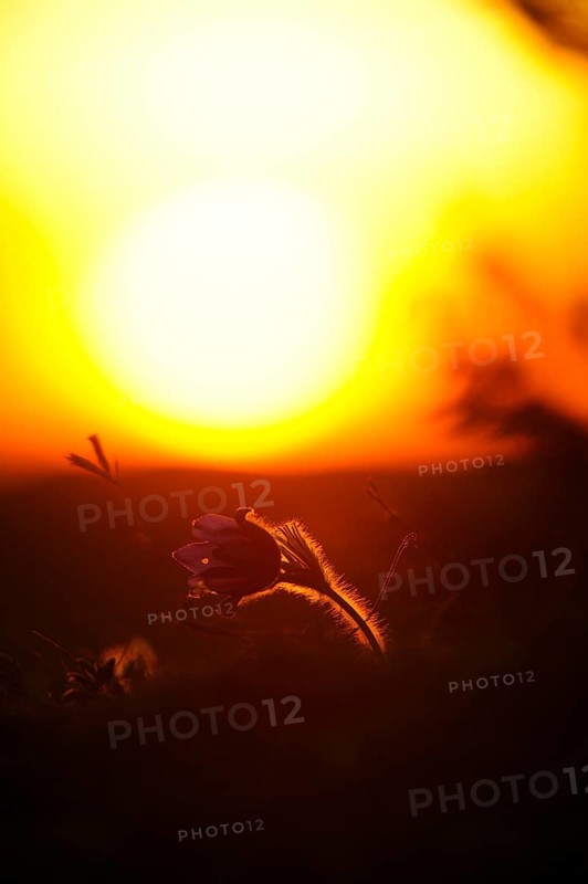 Small flower in silhouette against the setting sun, with intense play of light, Pasque flower (Pulsatilla vulgaris), Upper Palatinate