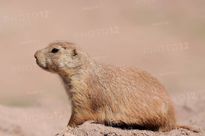 A resting prairie dog lies relaxed on a mound of earth in nature, black-tailed prairie dog (Cynomys ludovicianus), captive
