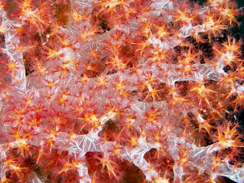 Detailed close-up of a red tree coral (Dendronephthya) with fine texture, dive site Pidada, Penyapangan, Bali, Indonesia, Asia
