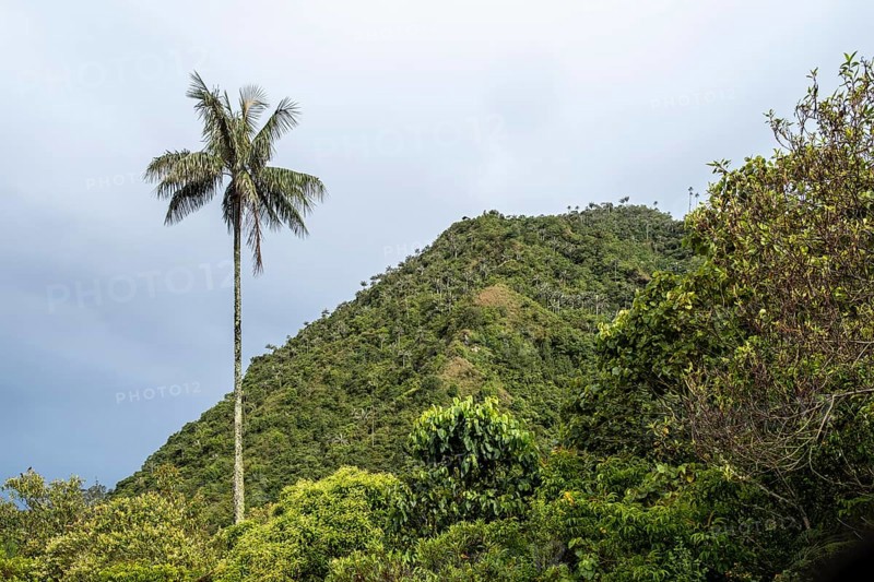 Quindio wax palm (ceroxylon quindiuense), Cocora Valley, Salento, Quindio, Colombia, South America