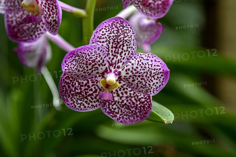 Orchid in Uncle Niyom's orchid garden, flowers, near Wat Saphan, Taling Chan district, Bangkok, Thailand, Asia