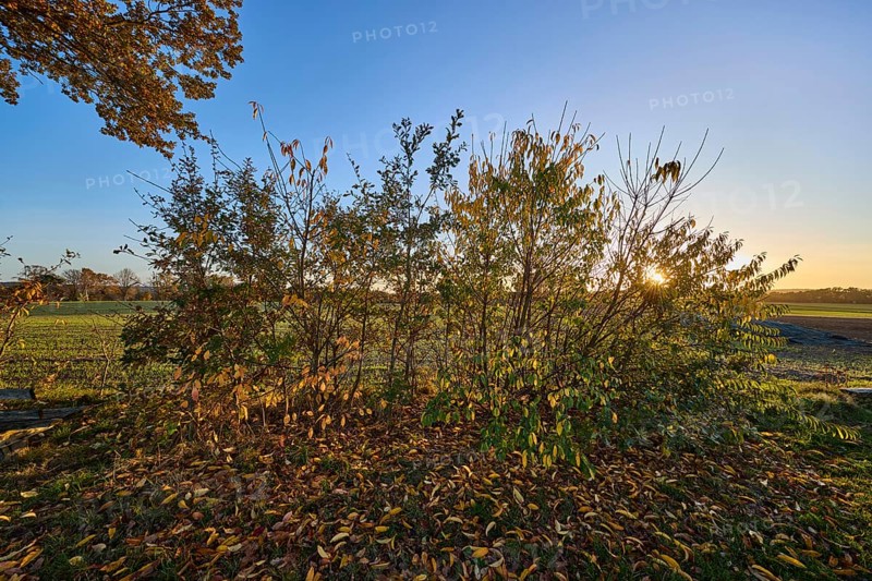 Landscape, bushes, field, autumn leaves, sunset, backlight of the sun, blue cloudless sky, Hanstedt in der Nordheide, Lüneburger Heide, district Harburg, Lower Saxony, Germany, Europe