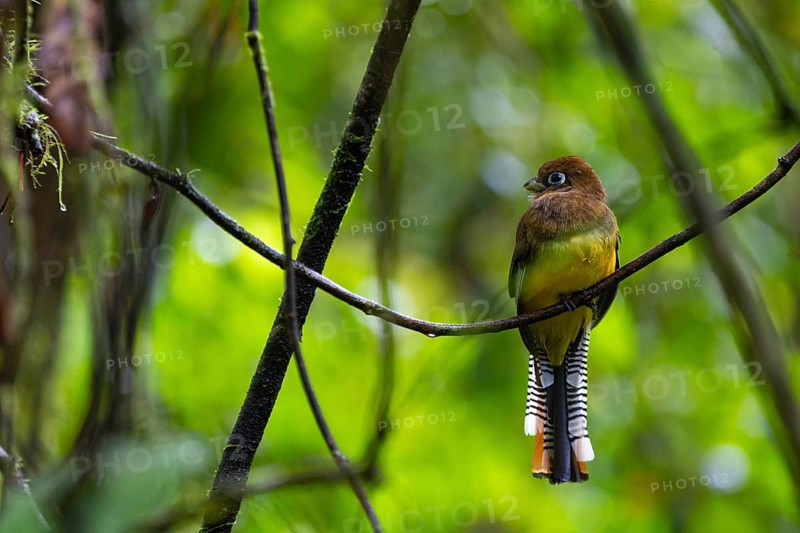 Black-throated Trogon (Trogon rufus), Trogons (Trogonidae), Sierpe, Puentarenas, Costa Rica, Central America