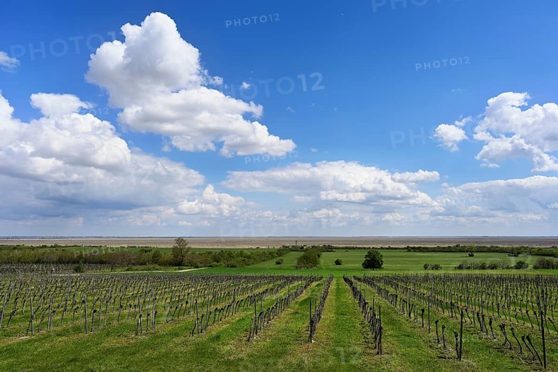 Vines, Fertorákos, Lake Neusiedl, Hungary, Europe