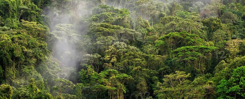 Fog drifts through the rainforest, treetops in the dense forest, mountain rainforest, Alajuela province, Costa Rica, Central America