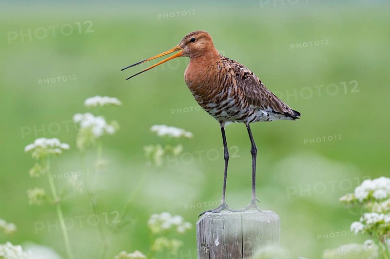 Black-tailed Godwit (Limosa limosa), calling from fence post, in its breeding territory, Texel, Holland