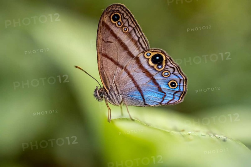 Westwood's satyr (Euptychia westwoodi) butterfly sitting on a leaf, Corcovado National Park, Osa Peninsula, Puntarena Province, Costa Rica, Central America