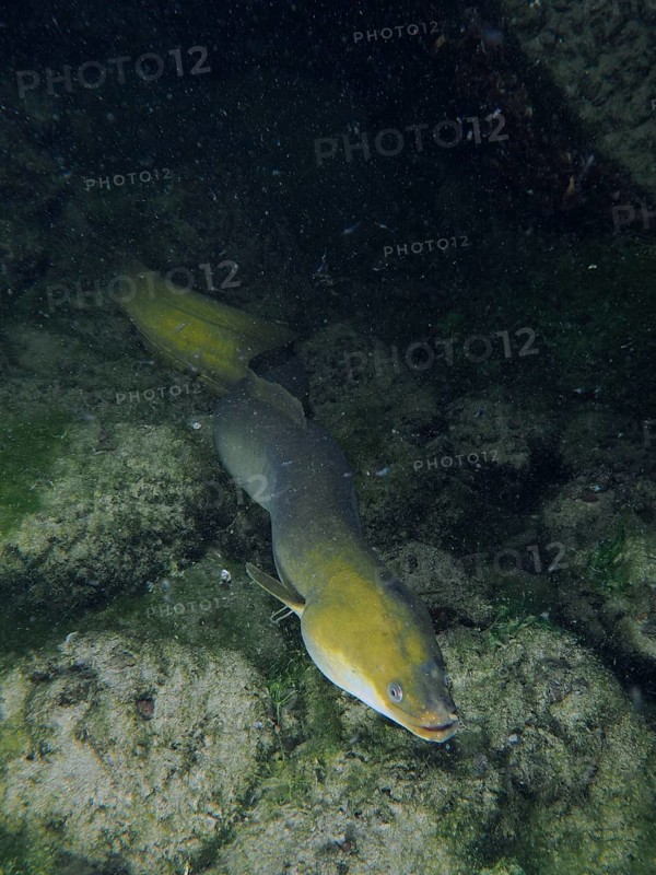A European eel (Anguilla anguilla) swimming in a rocky, green underwater landscape at night, dive site Klosterinsel, Rheinau, Canton Zurich, Rhine, High Rhine, Switzerland, Germany, Europe