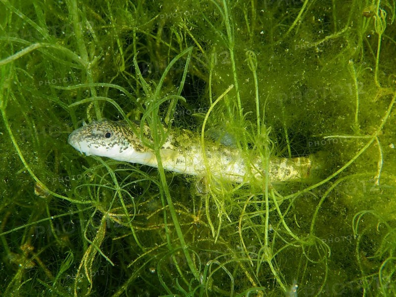 Common loach (Barbatula barbatula) hiding in dense underwater plants, Wildsau dive site, Berlingen, Lake Constance, Switzerland, Germany, Europe