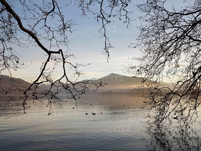 Evening mood at Lake Zug with a tree in the foreground, the snow-covered Rigi in the background, Cham, Canton Zug, Switzerland, Europe