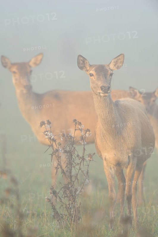 Several hinds standing in a foggy field, creating a melancholic mood, Red deer (Cervus elaphus), Bavaria