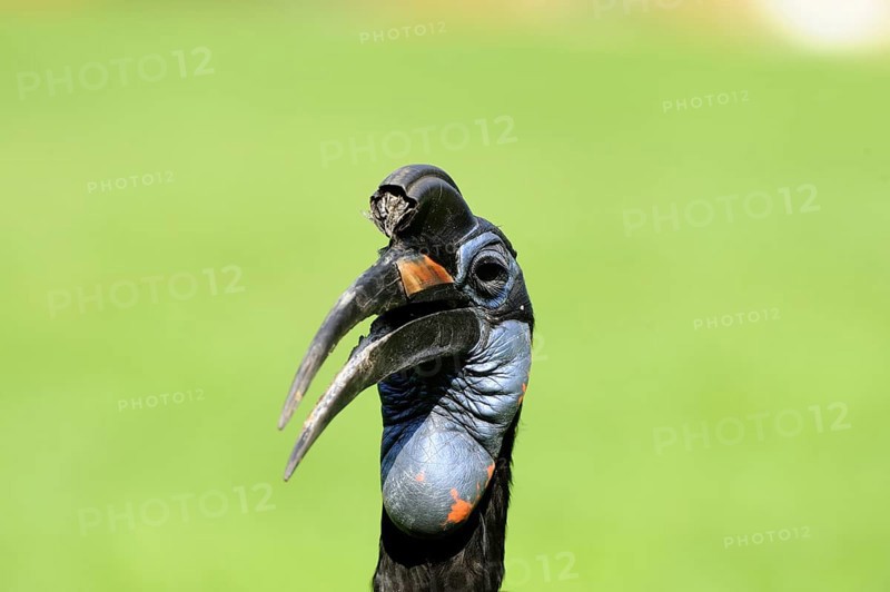Great hornbill with black and blue plumage against a green background, blue-faced hornbill (Bucorvus abyssinicus), captive