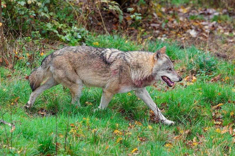 An adult male grey wolf (Canis lupus lupus) runs across a leaf covered meadow at the edge of the autumnal forest