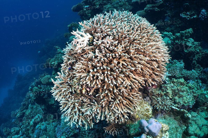 Large, branching coral formation, Low staghorn coral (Acropora humilis), protruding into the deep blue of the sea, dive site House Reef, Mangrove Bay, El Quesir, Red Sea, Egypt, Africa