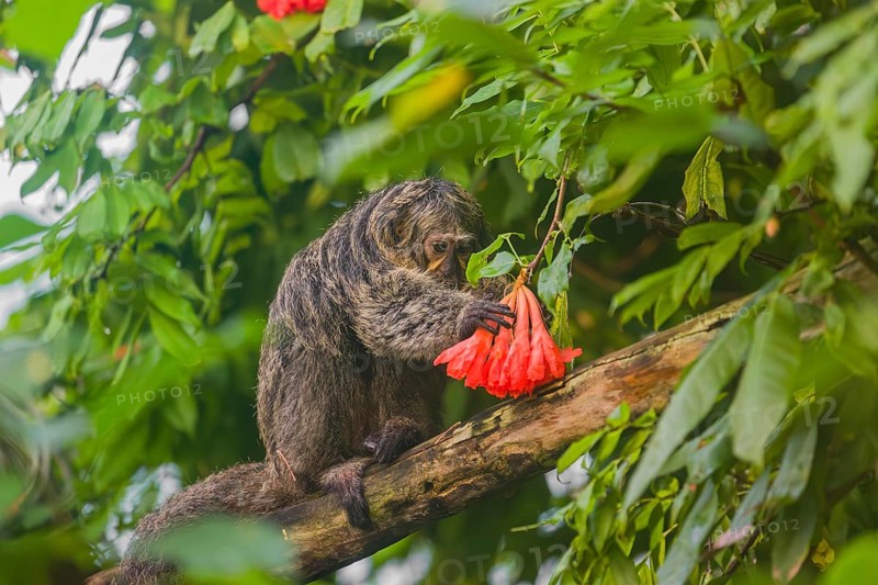 A female white-faced saki (Pithecia pithecia) sits in a Rose of Venezuela (Brownea grandiceps) tree, eating the blossoms of it
