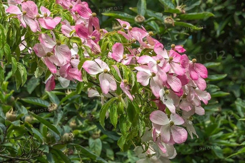 Flowering dogwood (Cornus), Münsterland, North Rhine-Westphalia, Germany, Europe