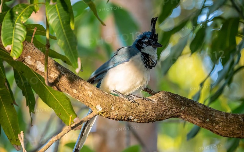 White-throated Magpie-Jay(Cyanocorax formosus) on branch, Costa Rica, Central America