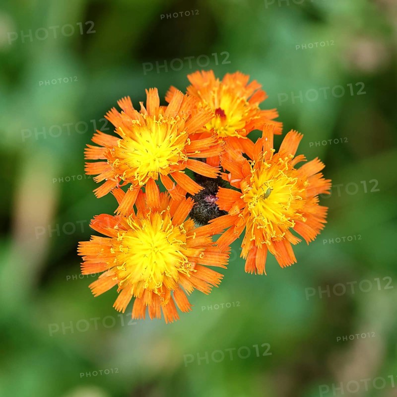 Orange hawkweed, orange-red hawkweed (Hieracium aurantiacum), flower on a rough meadow, close-up, Wilnsdorf, North Rhine-Westphalia, Germany, Europe