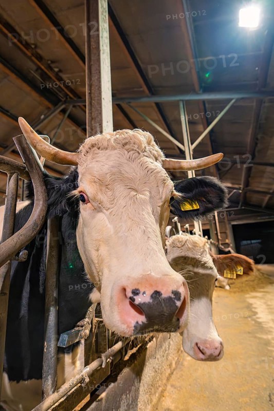 Cow with horns in the barn with artificial lighting in dark surroundings, Haselstaller Hof, Gechingen, Calw district, Hecken and Gäu region, Germany, Europe