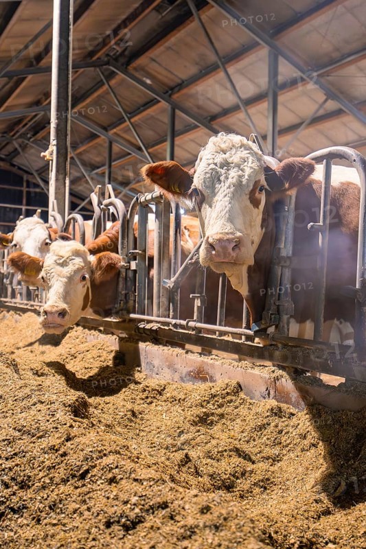 Several brown and white cows standing behind bars in a barn and eating hay, Haselstaller Hof, Gechingen, Calw district, Hecken and Gäu region, Germany, Europe