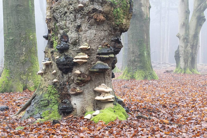 Old copper beeches (Fagus sylvatica) with tinder fungus (Fomes fomentarius) in the fog, Emsland, Lower Saxony, Germany, Europe