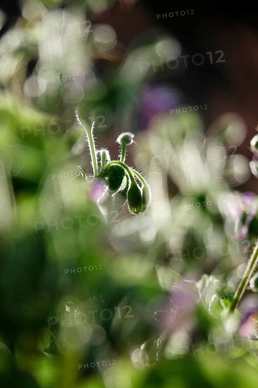 Upright widow's tear, September, Germany, Europe