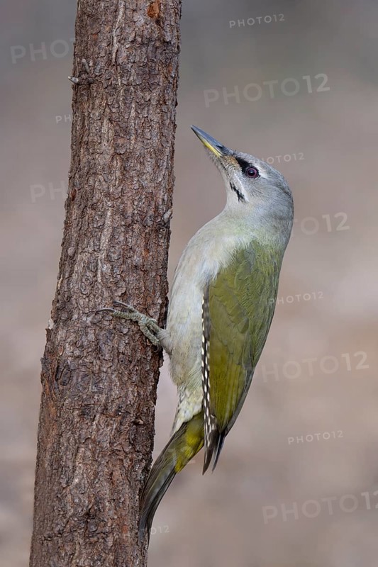 Grey-headed Woodpecker (Picus canus), Bitburg, Rhineland-Palatinate, Germany, Europe