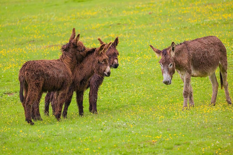 Three mixed breed donkey foals walk side by side to a bad tempered adult female donkey in a paddock