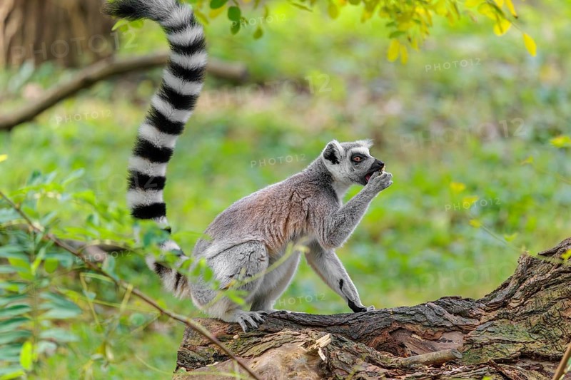 A ring-tailed lemur (Lemur catta) sits on a rotten tree lying on the ground and eats a fruit