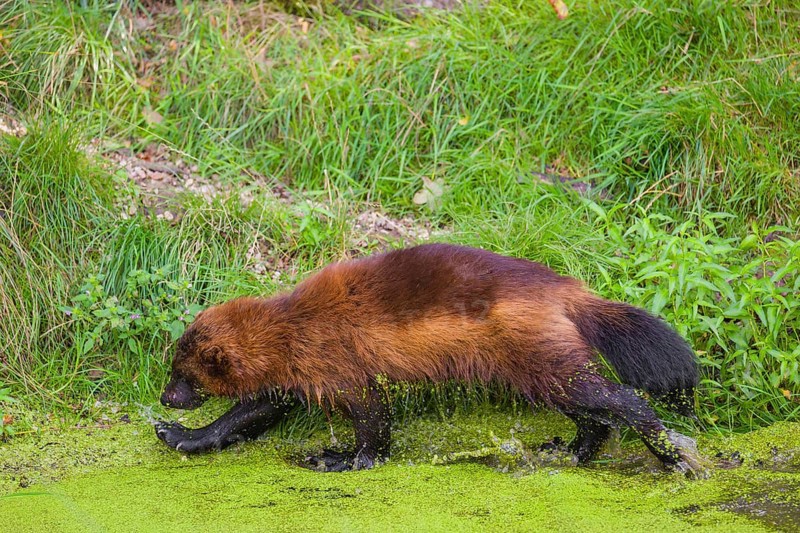 A wolverine, (Gulo gulo), stands in the water of a small pond, covered with duckweed
