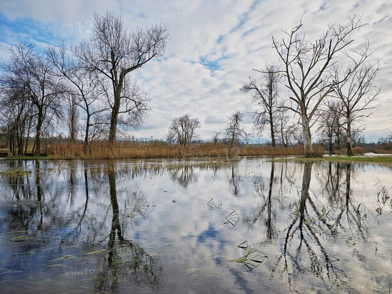 Trees standing in the flooded Lorze, Maschwanden, Canton Zurich, Switzerland, Europe